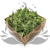 Nor Mint.png