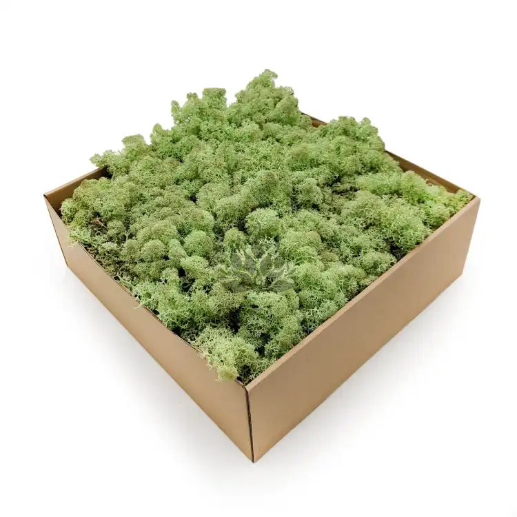 Nor Mint.png