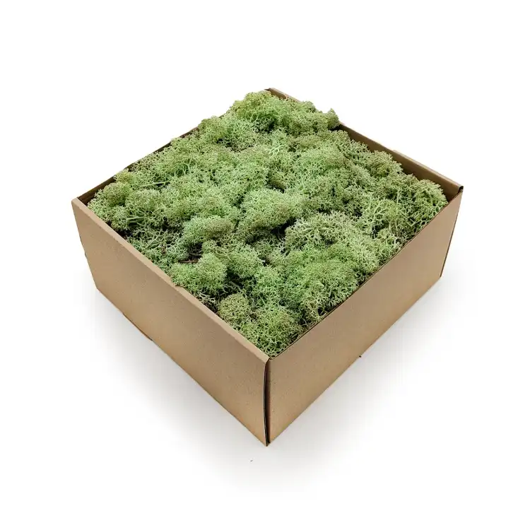 Nor Mint.png