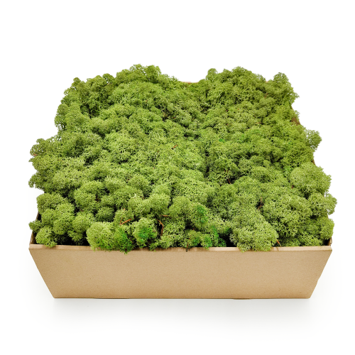Nor SZ 1.png