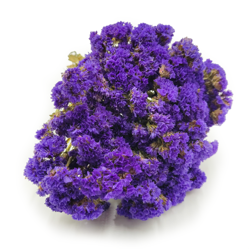 Limonium fioletowe okladka.png