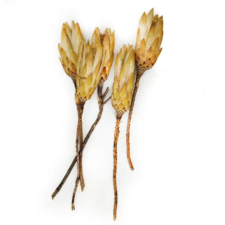 Suszona Protea kremowa zala.png