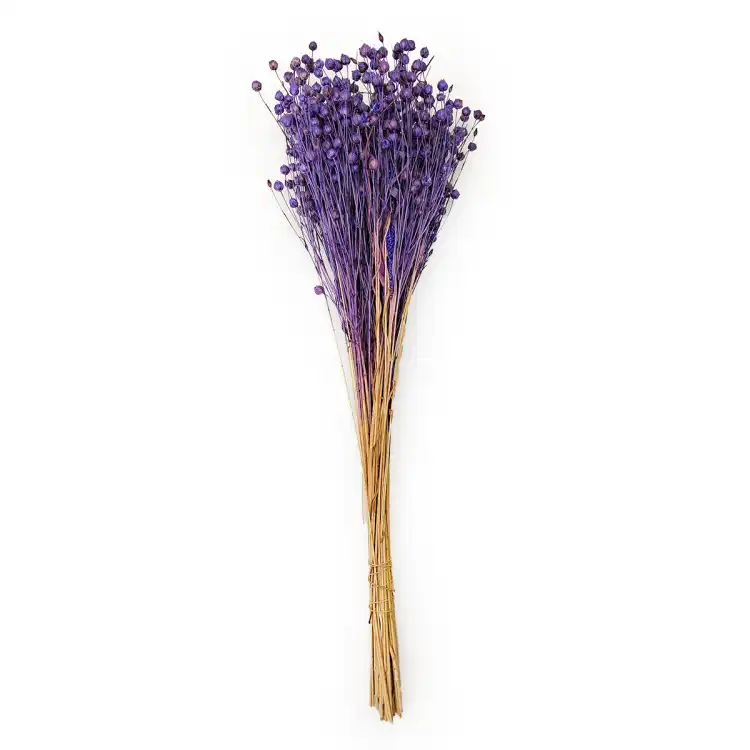Suszony Len Królewski Granat.png