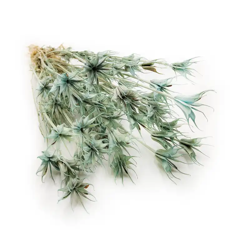 nigella orientalis suszona mietowa okladka.png