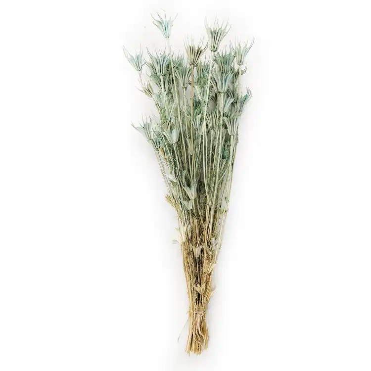 nigella orientalis suszona mietowa cala.png