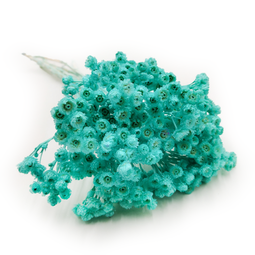 Helichrysum italicum kocanka wloska mietowa okladka.png