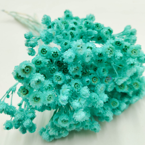 Helichrysum italicum kocanka wloska mietowa zblizenie.png