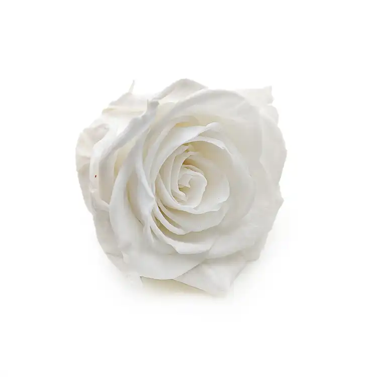 Róża Stabilizowana Ivory skos.png