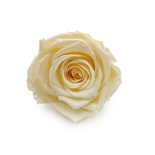 Róża Stabilizowana Pastel Yellow okladka.png