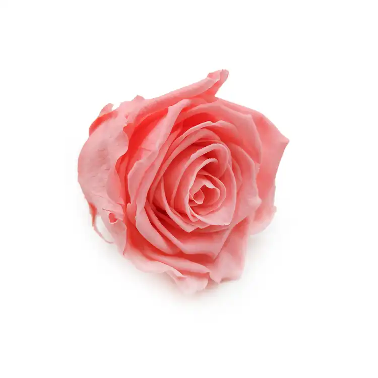 Róża Stabilizowana Pink Nectar skos.png