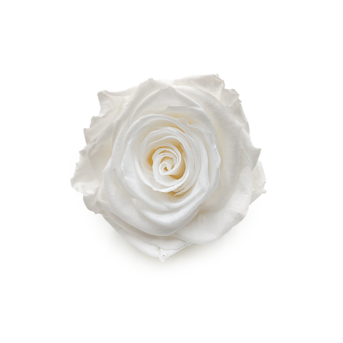 Róża Stabilizowana Princess White okladka.png