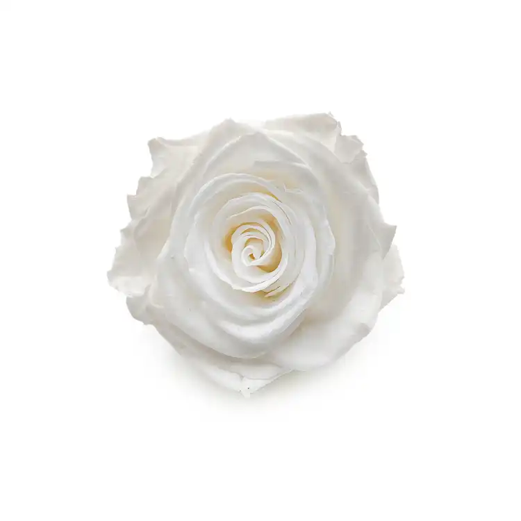Róża Stabilizowana Princess White okladka.png