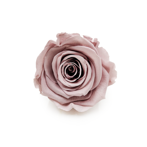 Róża Stabilizowana Sand Beige okladka.png