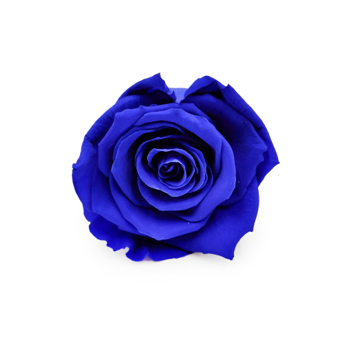 Róża Stabilizowana Sapphire Blue okladka.png