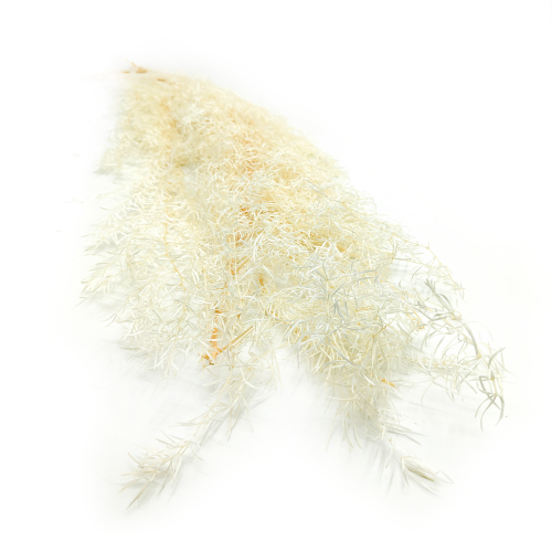 Asparagus Bielony okl.png