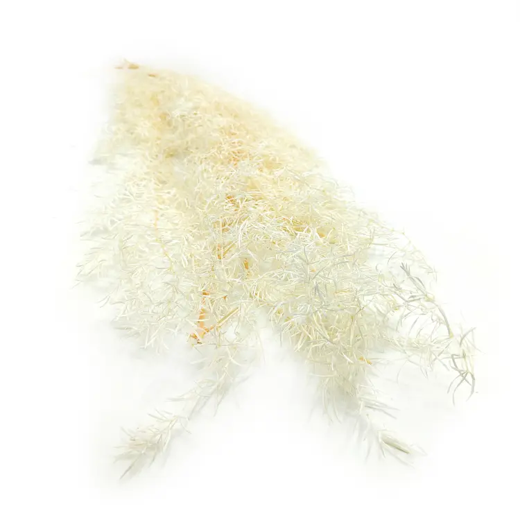 Asparagus Bielony okl.png