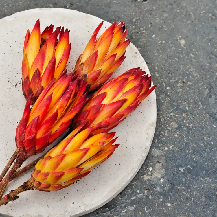 Protea Repens protea suszona czerwona 3.png