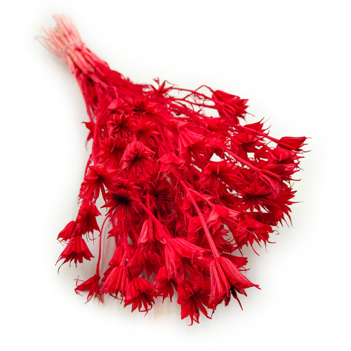 Suszona Nigella Orientalis czarnuszka orientalna czerwona okladka.png