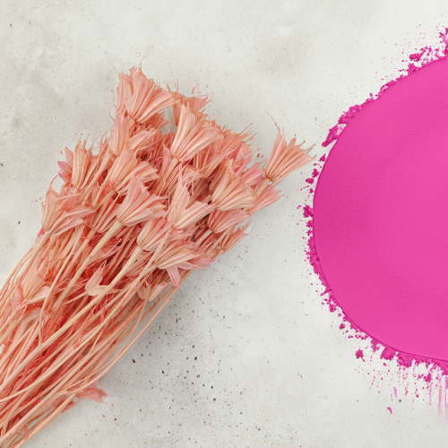 Nigella Orientalis czarnuszka orientalna różowa 1.png