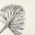 Palm SUN Silver Palma suszona srebrna.png