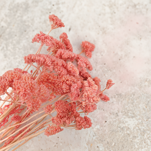 Suszona Achillea Krwawnik Rózowy zbl.png