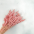 Lagurus ROZOWY suszony bunny tail pearl pink okl2.png