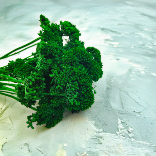 Krwawnik achillea suszony zielony zbl.png