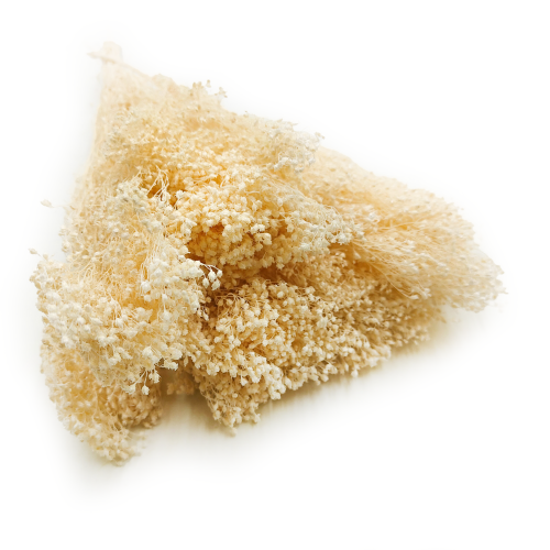 Broom Bloom Bielone okl1.png