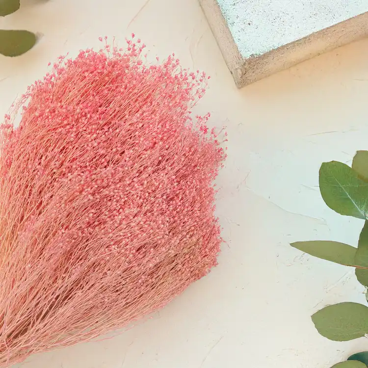 Broom Bloom Rozowe zbl1.png