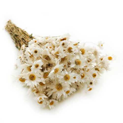 Acroclinium białe suchołuska rhodanthe3.png