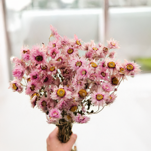 Rhodanthe różowe acroclinium, suchołuska2.png