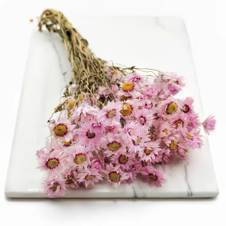 Rhodanthe różowe acroclinium, suchołuska6.png