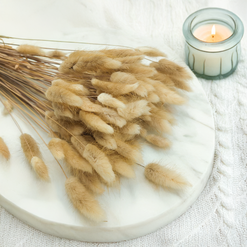 Lagurus Suszony dmuszek jajowaty Naturalny 5.png