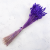 Lagurus Suszony dmuszek jajowaty Ultra Violet.png