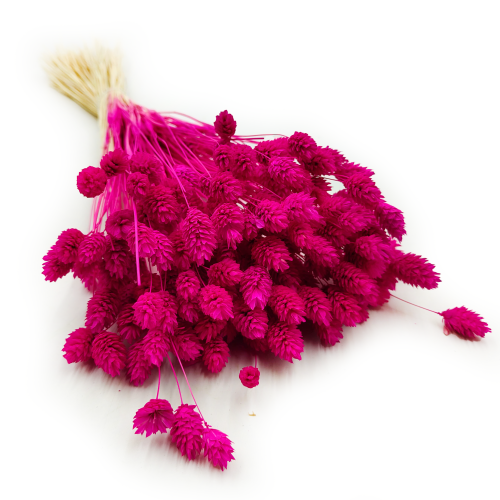 Suszony Phalaris - Kanar - (Mozga kanaryjska) -Amarantowy 5.png