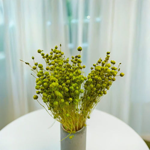 Len Suszony - Seledynowy.png