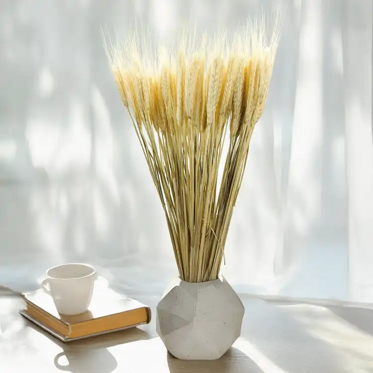Pszenżyto suszone triticale suszone kłosy bielone 2.png