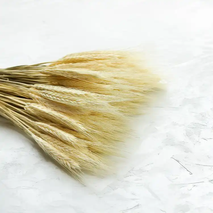Pszenżyto suszone triticale suszone kłosy bielone 4.png