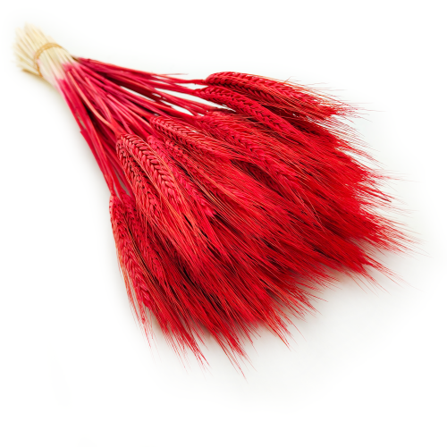 Pszenżyto suszone czerwone kłosy bukiet triticale 7.png