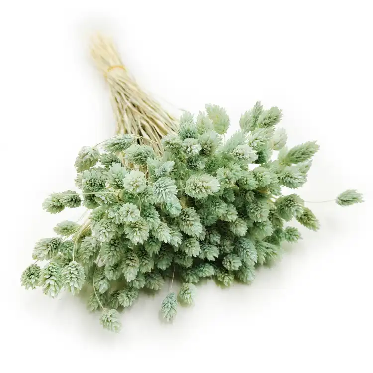 Suszony Phalaris - Kanar - (Mozga kanaryjska) - Mietowy 4.png