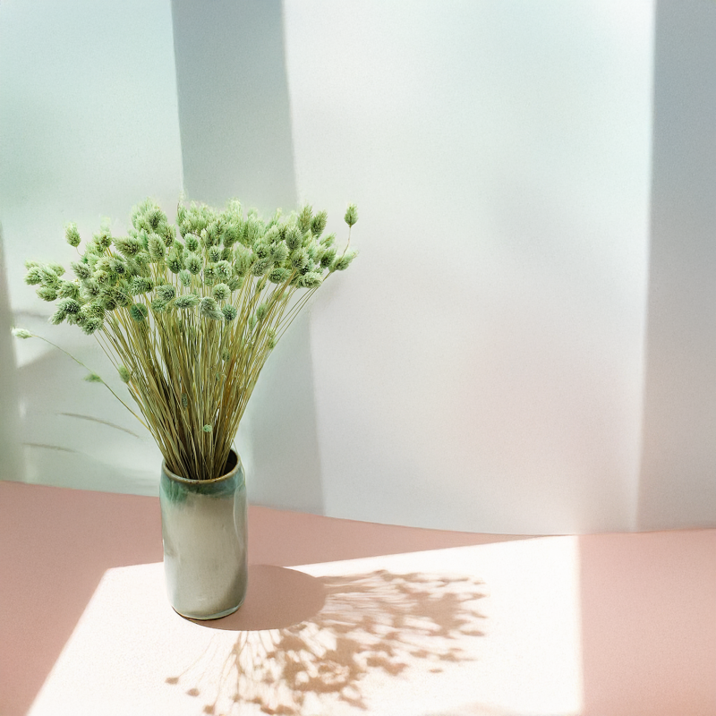 Suszony Phalaris - Kanar - (Mozga kanaryjska) - Mietowy 1.png