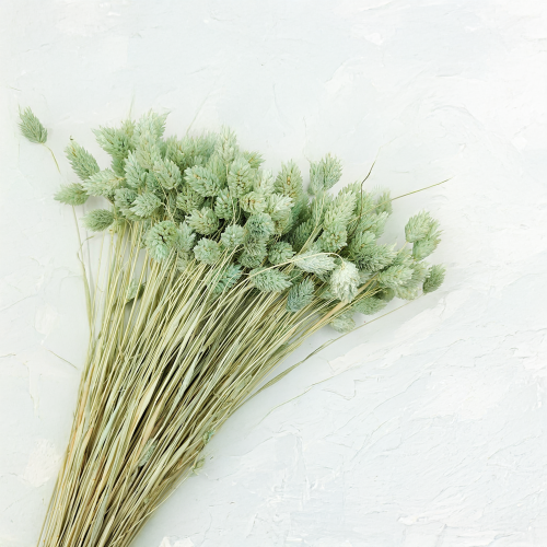 Suszony Phalaris - Kanar - (Mozga kanaryjska) - Mietowy 2.png