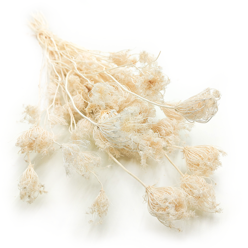 Koper włoski bielony suszony fennel 3.png