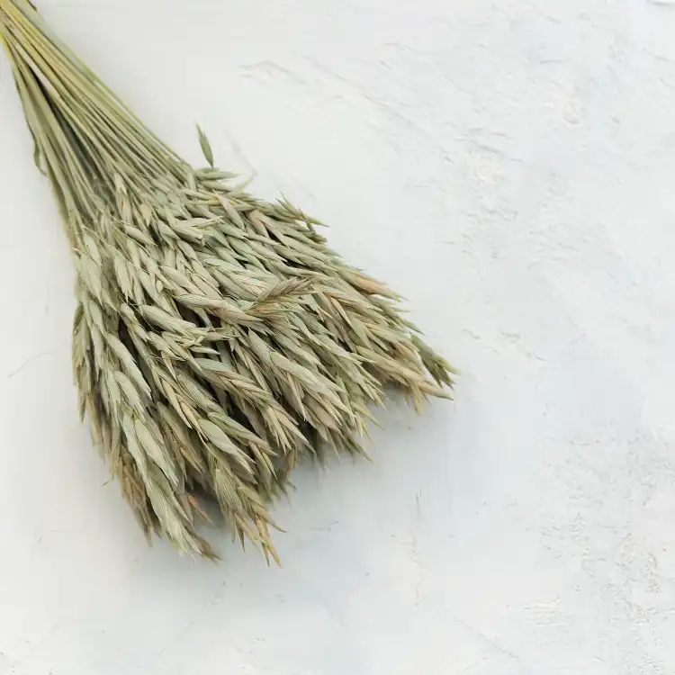 Owies suszony naturalny 1.png