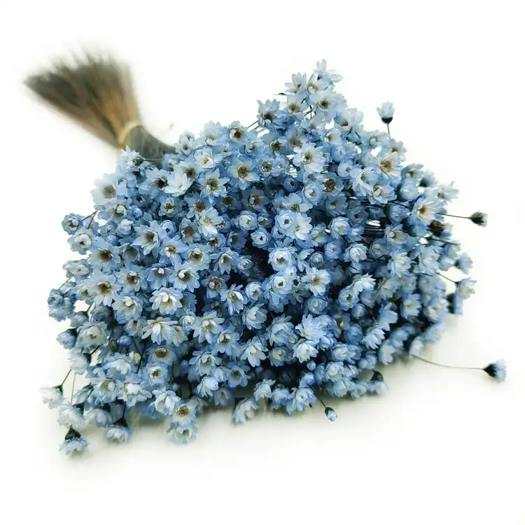 Glixia Niebieska gliksja suszona kwiaty suszone bukiet 50g_78 4.png