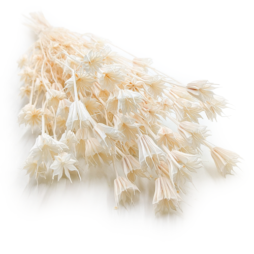 Nigella Orientalis Bielona.png