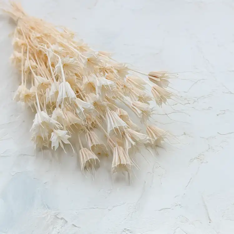 Nigella Biała.png