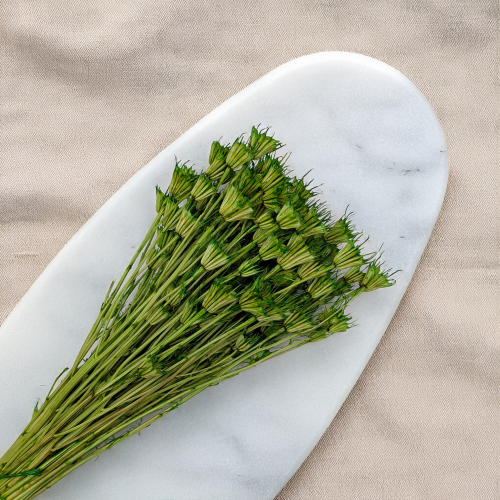 Nigella zielona 2.png