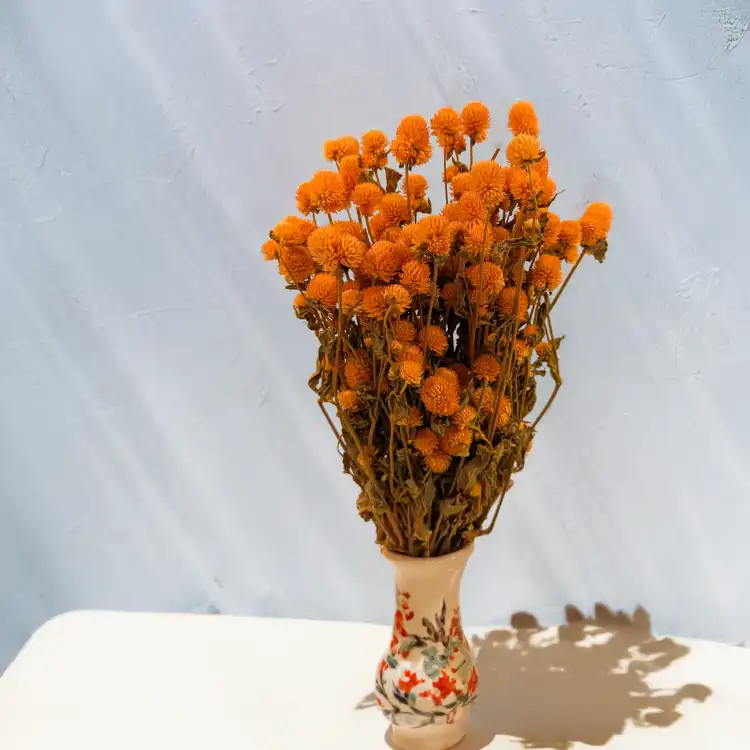 Gomphrena pomarańczowa 3.png