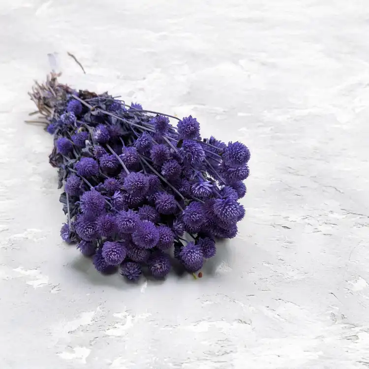 Gomphrena lawendowa.png